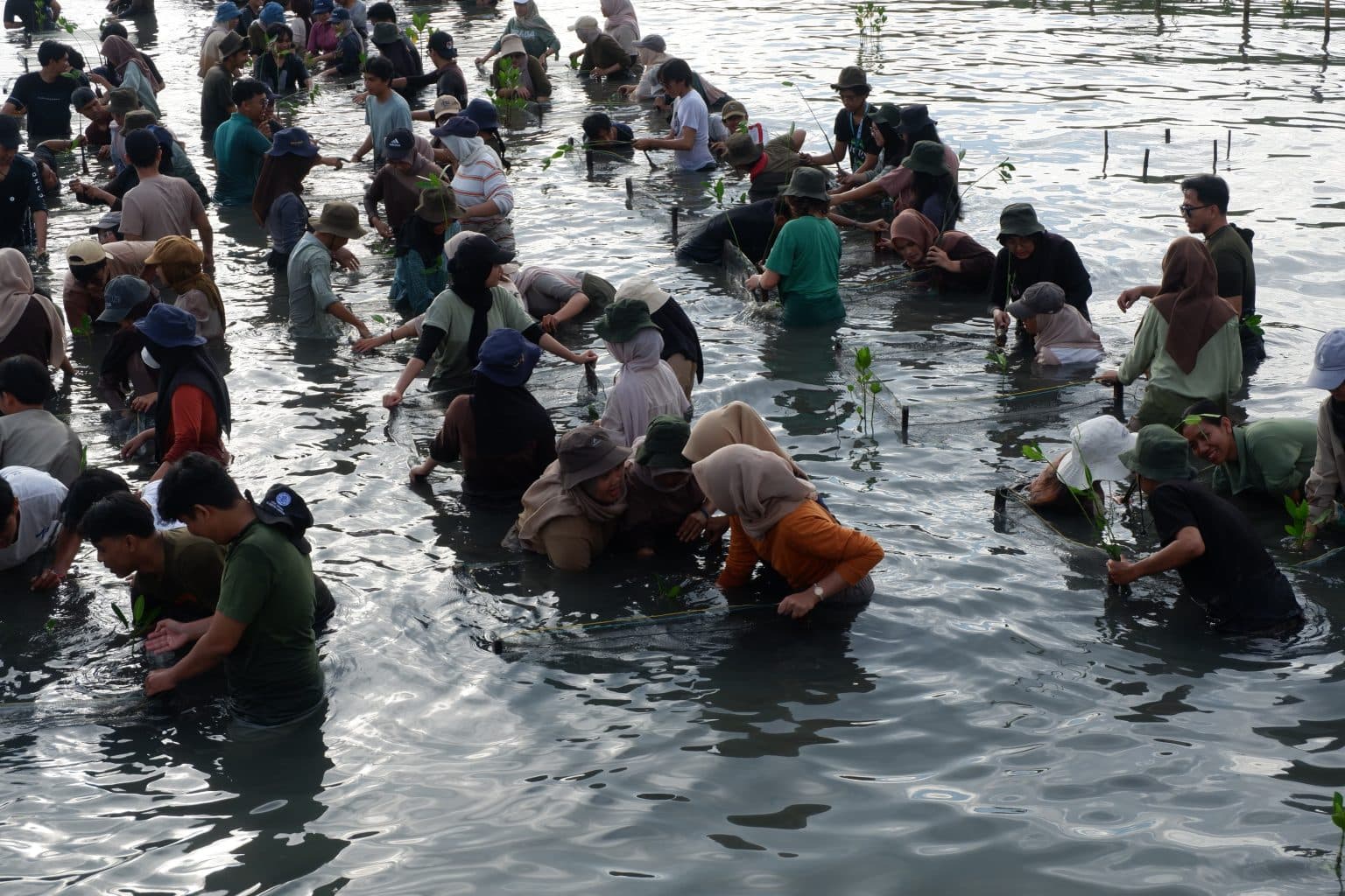 Kolaborasi HARVEST dan SRE Unila Dorong Aksi Nyata Keberlanjutan Lewat Penanaman Mangrove